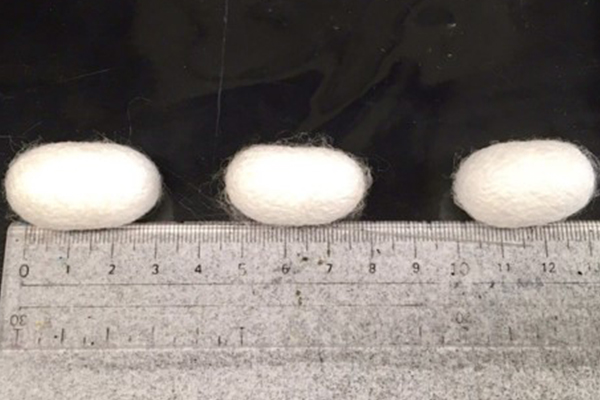 The resultant cocoons with different CNF wt% (0,5, and 10 wt% from left to right).  ©Tohoku University