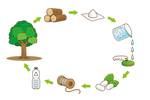 An illustration showing the sustainable cycle of CNF synthesized silk production based on the current study. ©Tohoku University