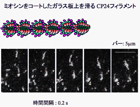 筋収縮の分子機構で新知見 「SD1」以外で結合か？