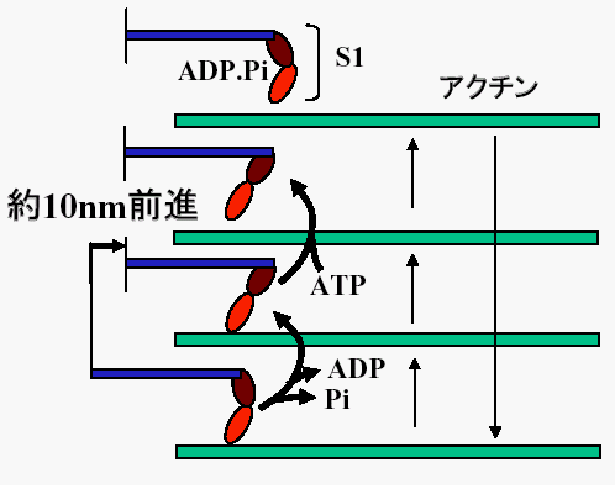 従来のモデル