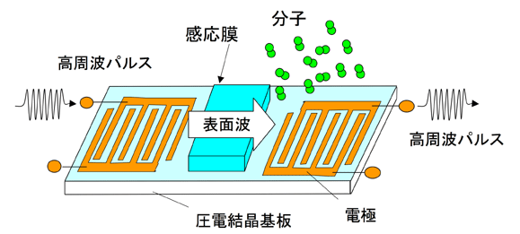 図1：従来の表面波センサ