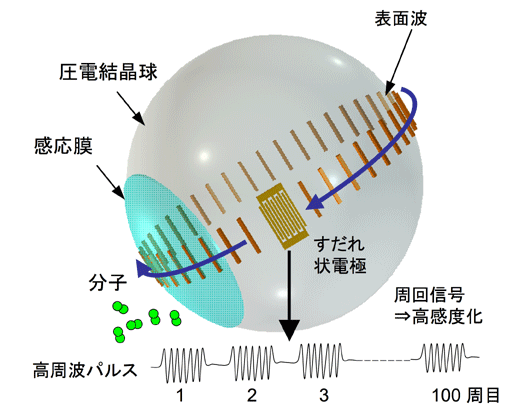 図2：ボールSAWセンサ