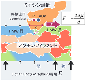 図1 アクチンフィラメント上のミオシンに働く力の新たなしくみ