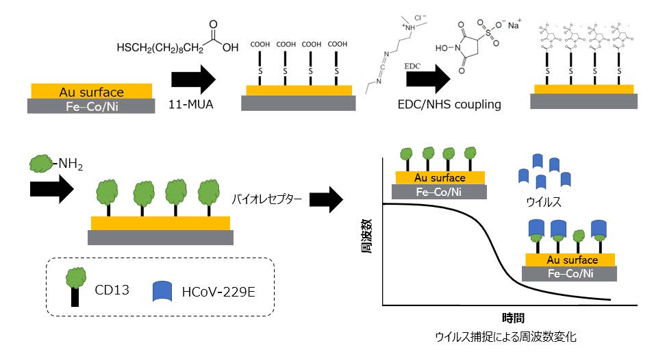 Fe-Co/Ni クラッド鋼板の生体機能化の概略図