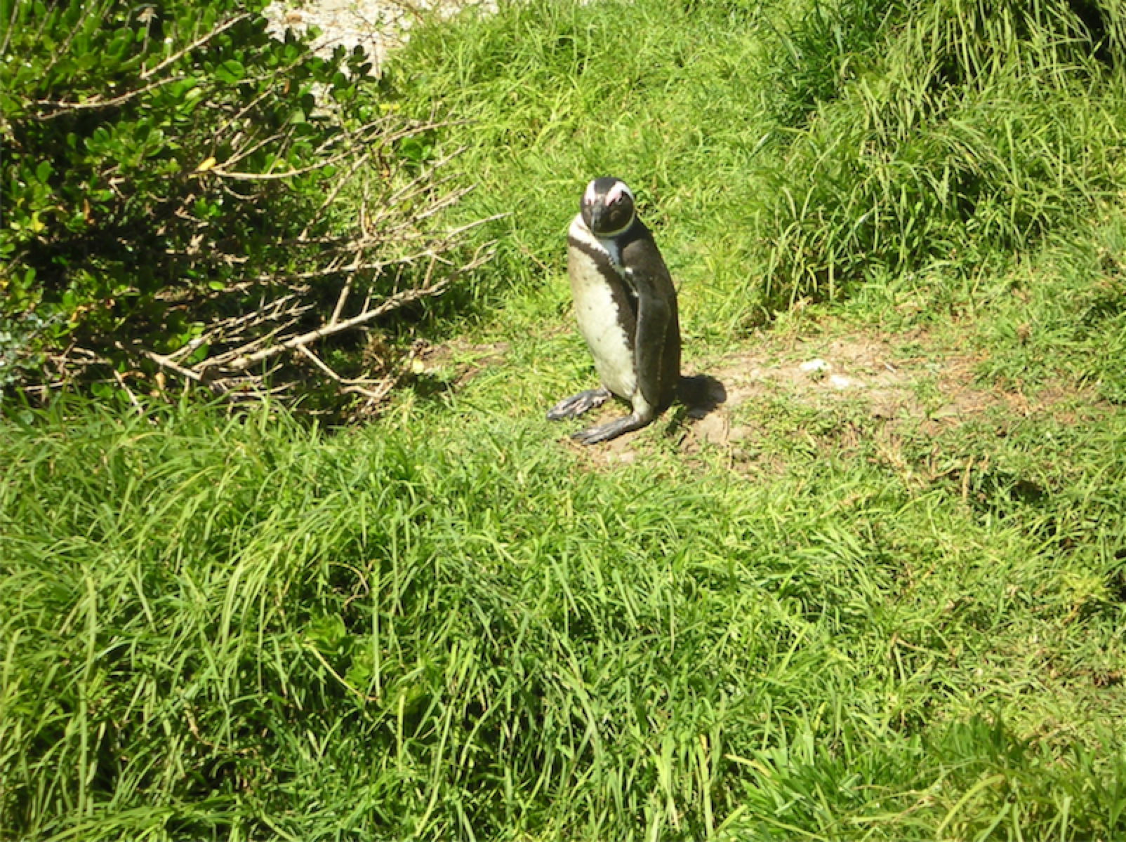 南アフリカのペンギン。