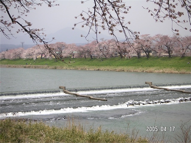 大河原の一目千本桜。
