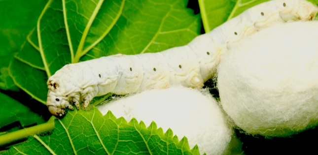 Changing the Silkworm's Diet to Spin Stronger Silk