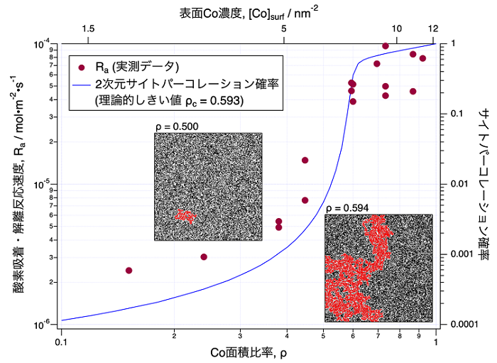 図2 コバルト酸化物の酸素吸着・解離反応速度のCo量依存性。ρが0.55付近を境に急減に酸素吸着・解離反応速度が増加しており、パーコレーション理論とよく一致する。図中にはρが0.5と0.594の場合に存在するコバルトイオンの最大クラスターを赤色で示している。