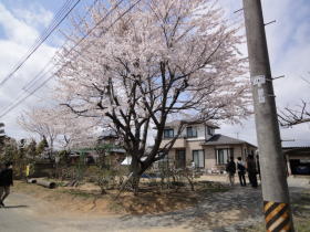 4月19日：お花見 写真1